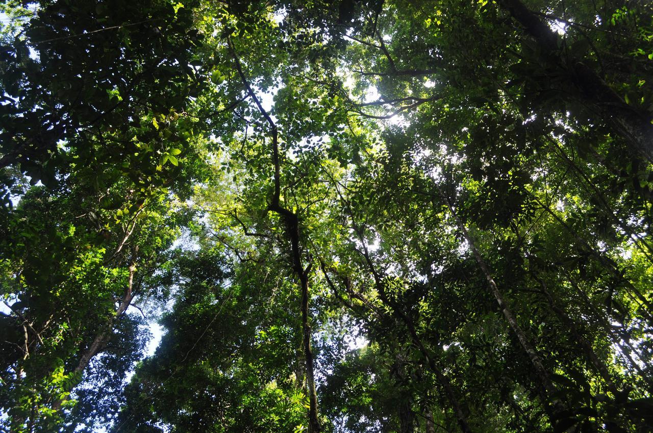 Leatherback Lodge Eco B&B Salybia Luaran gambar